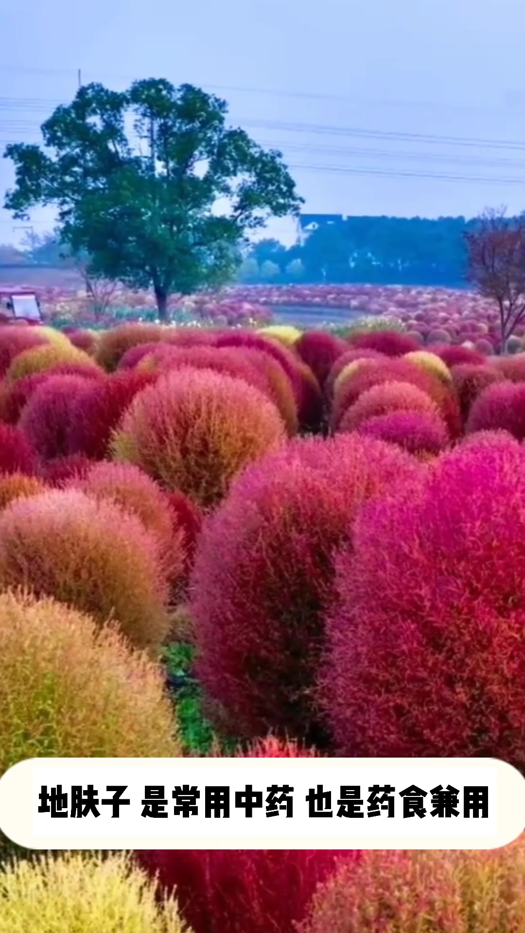 观叶植物:地肤草的资料介绍