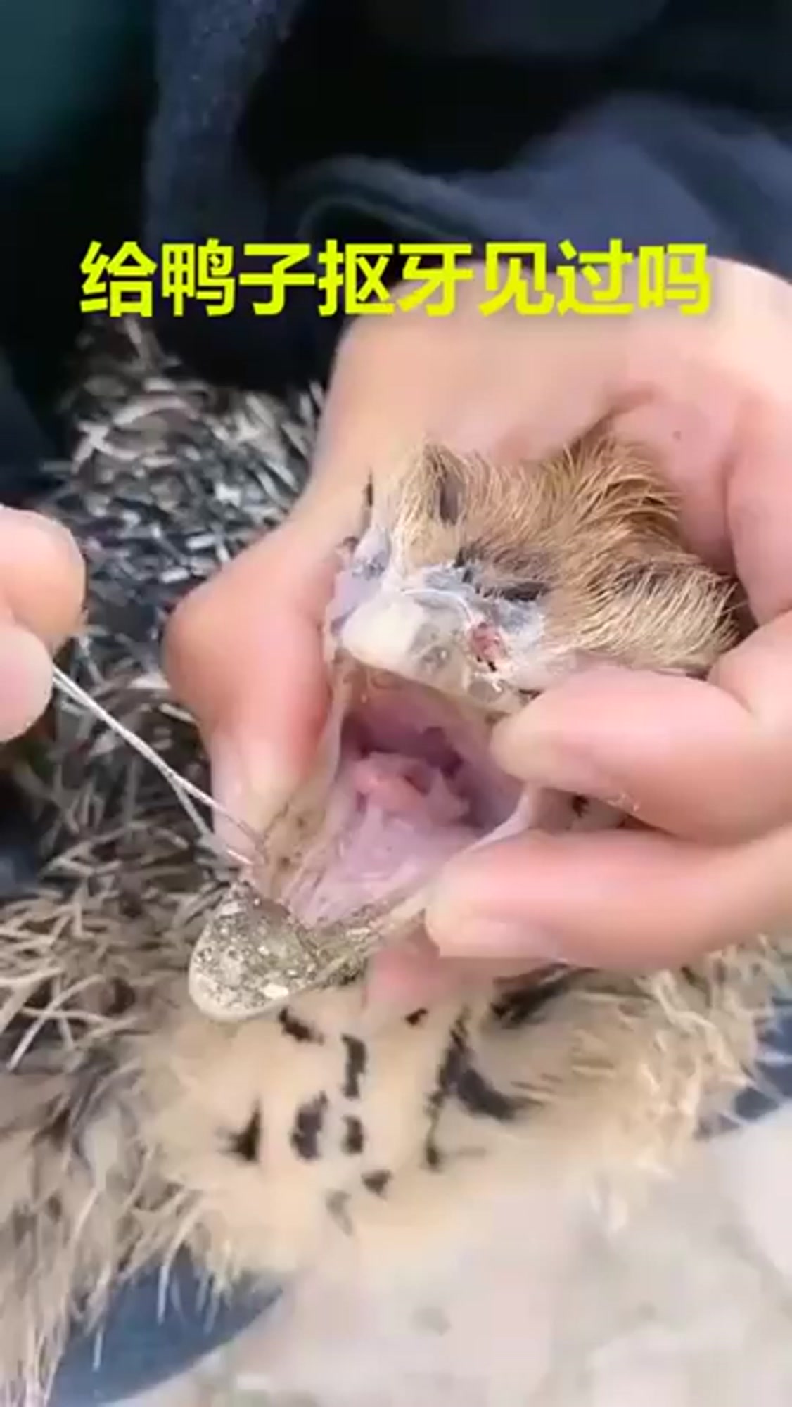 给鸭子抠牙见过吗?这回长见识了!