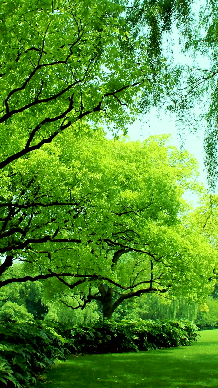 高清绿色护眼壁纸