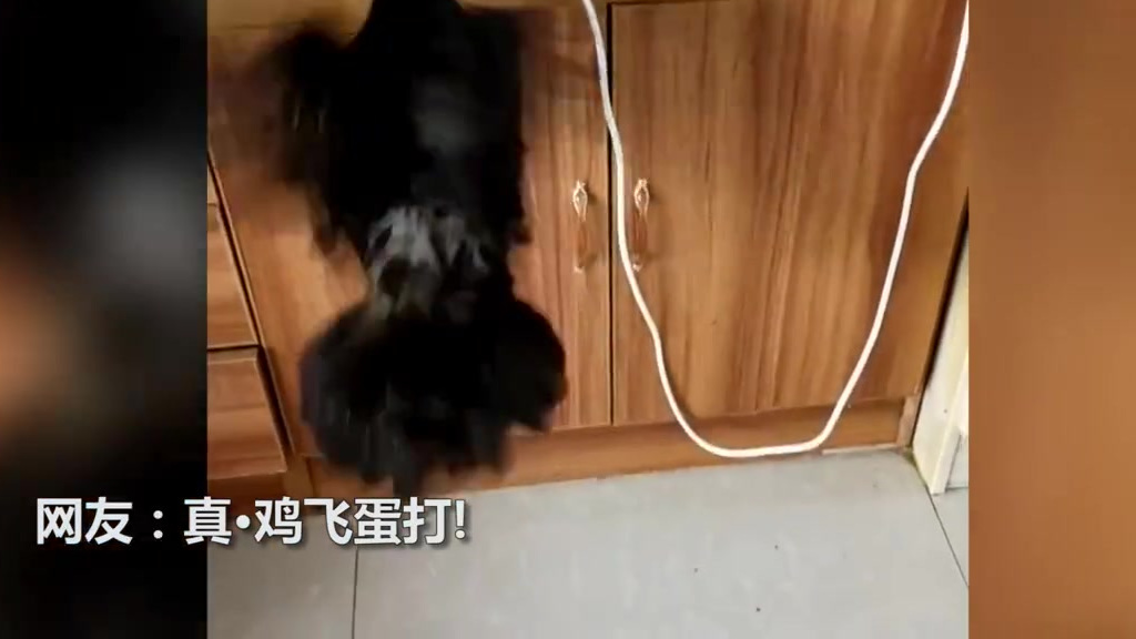 【母鸡飞到半空时下了个蛋 网友:真·鸡飞蛋打!】近日,有网友分享的一段“鸡飞蛋打”的视频走
