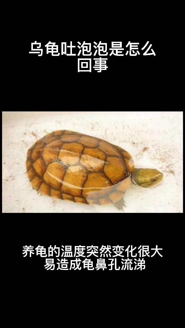 乌龟吐泡泡是什么意思   