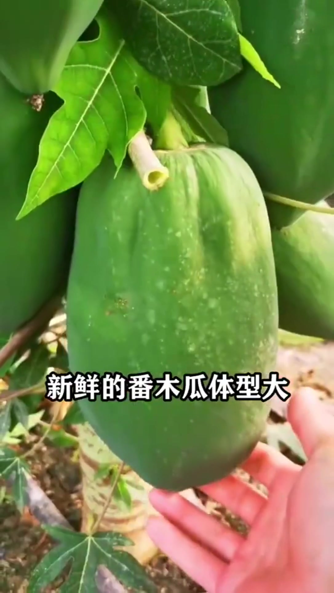 国内唯一的转基因水果,迫于无奈允许种植,已在市场销售多年