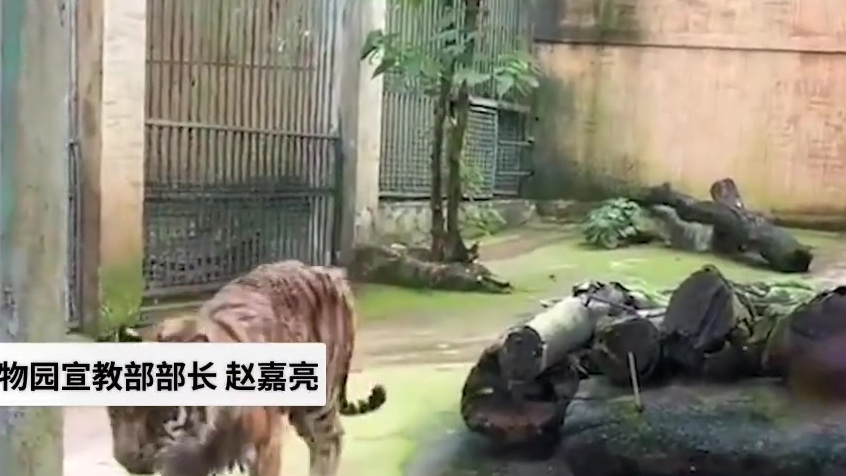 【柳州动物园老虎骨瘦如柴? 馆方回应: 患有慢性胃肠炎 约170斤 一直在治疗】6月16日