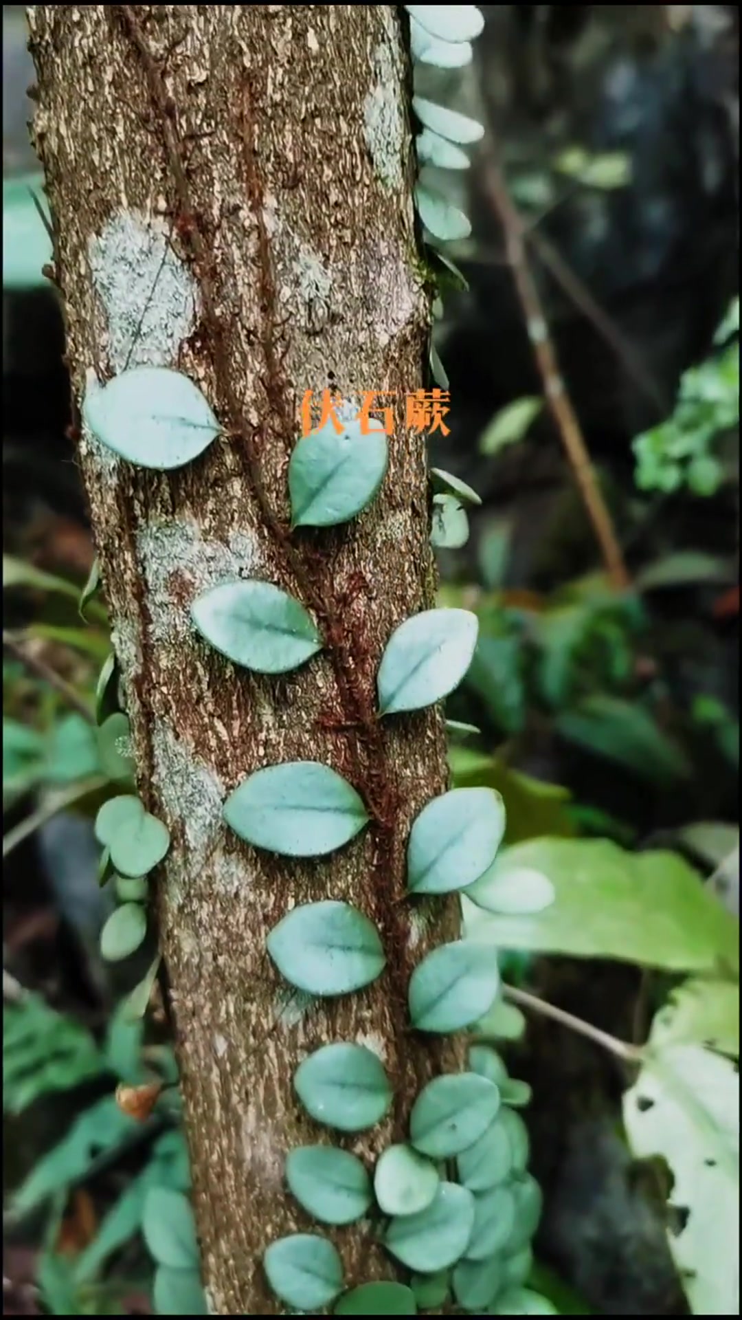 伏石蕨又名抱树莲、鱼鳖草,不知你们又怎么叫它