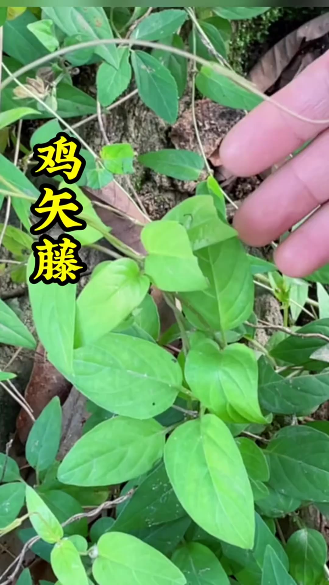 鸡矢藤,农村常见植物