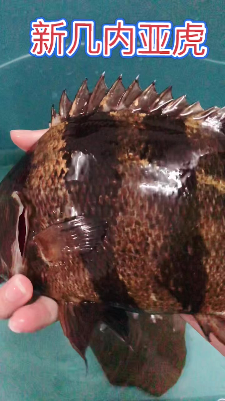 人送外号“大黄蜂”的新几内亚虎来了