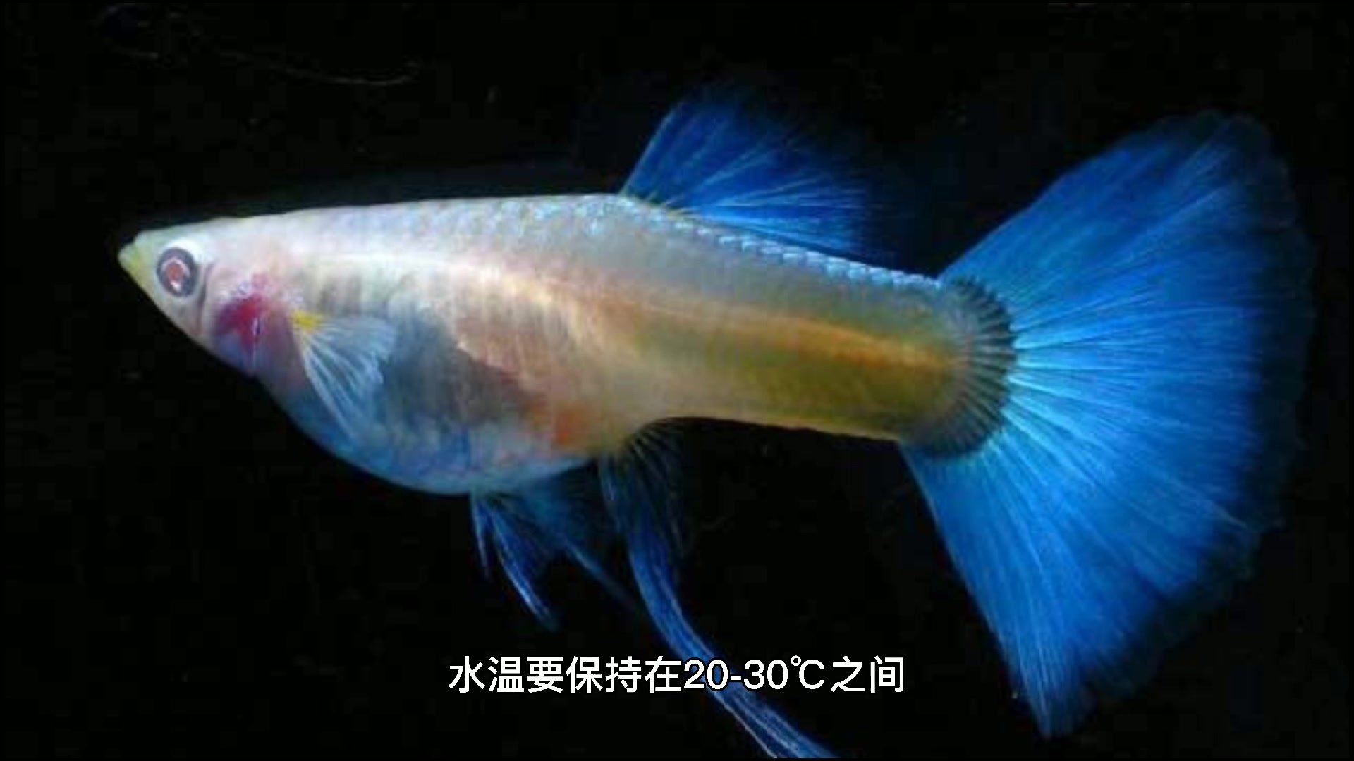 热带鱼怎么养不会死