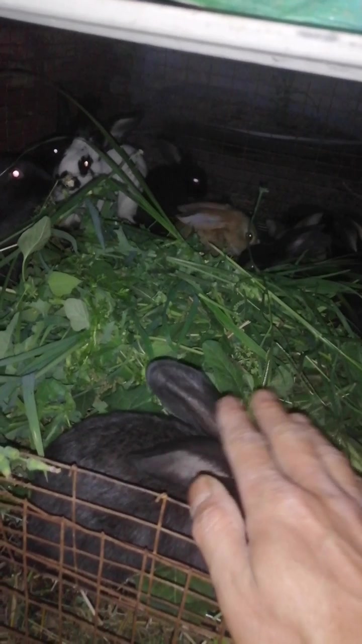 吃的多 长的快 各种青草青菜小兔都很喜欢吃