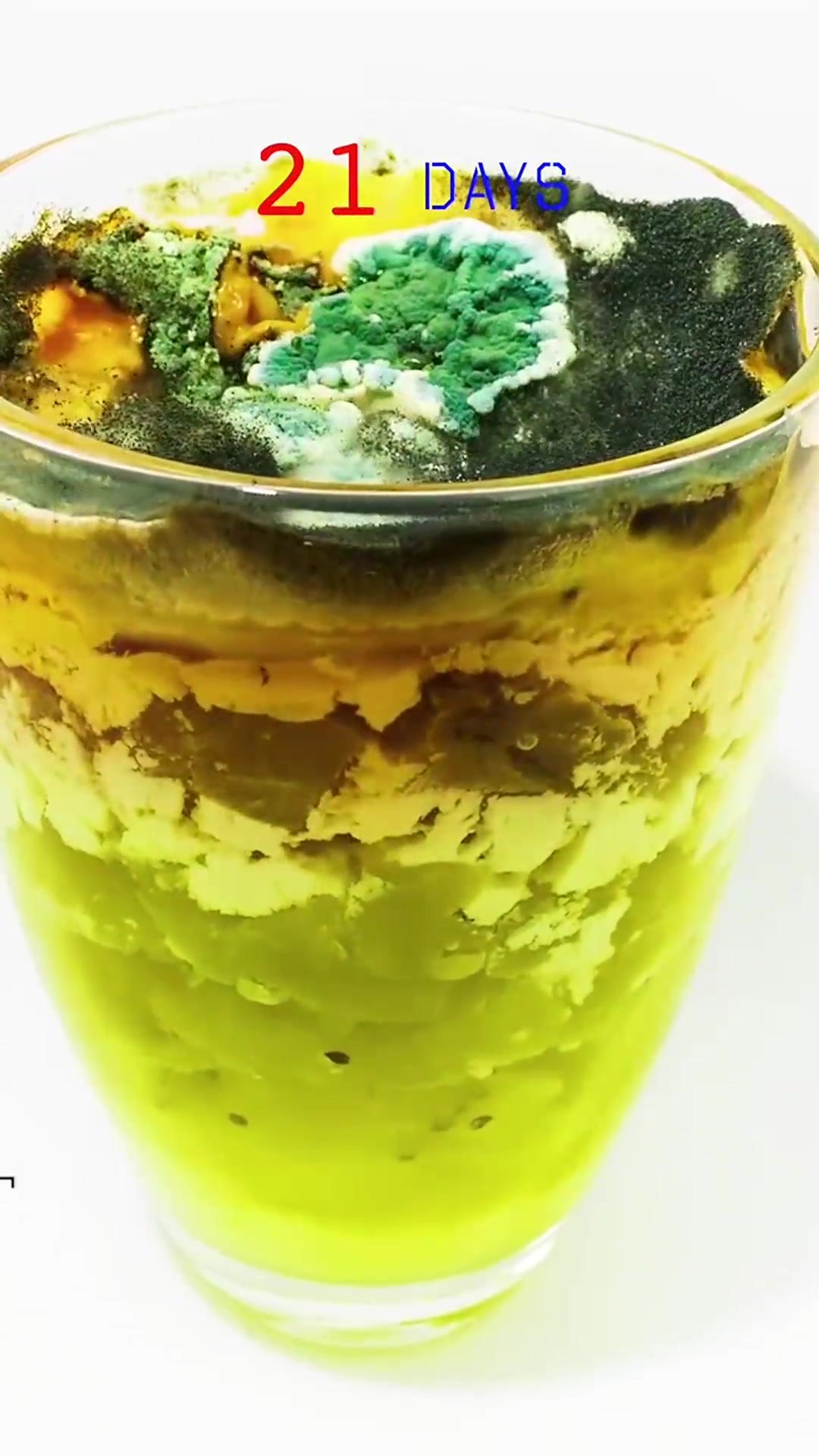 芝士多肉桃桃52天变化过程,看完颠覆认知!