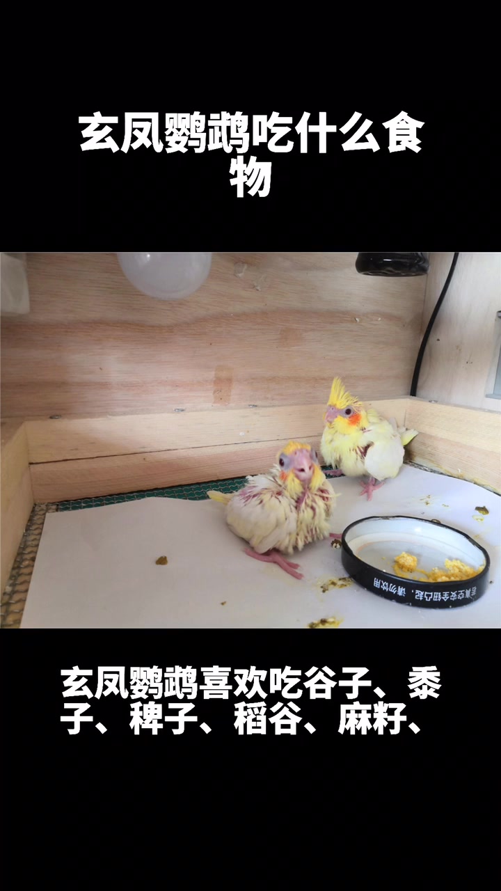玄凤鹦鹉吃什么食物