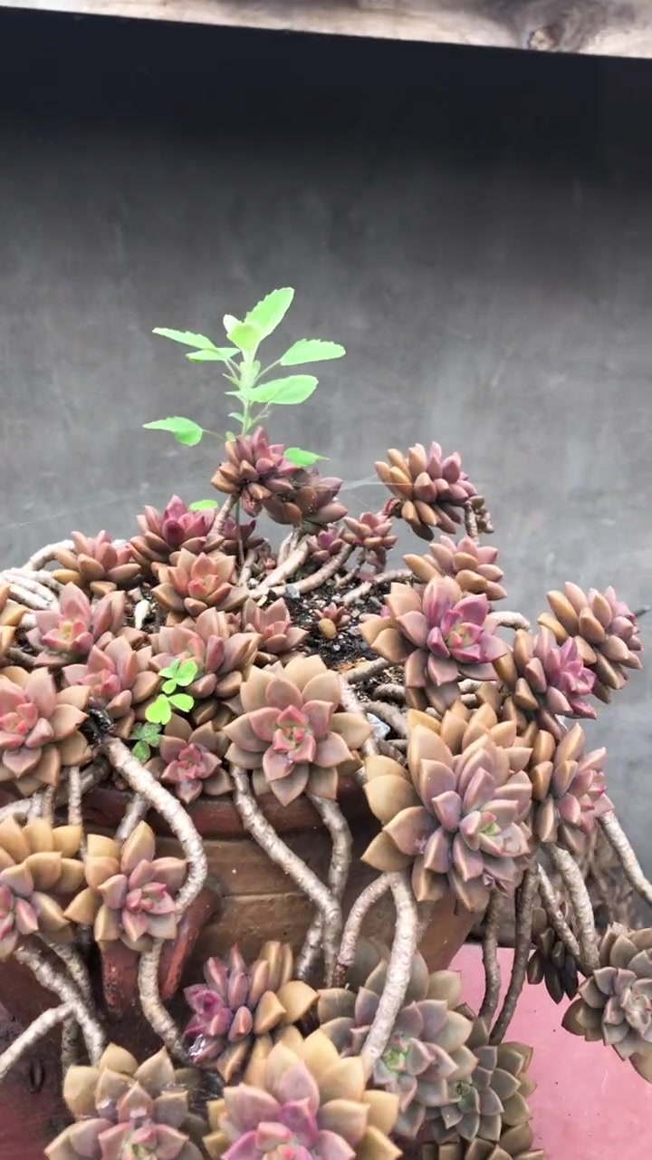露天种植多肉,下雨天不用搬走,是很好养活的