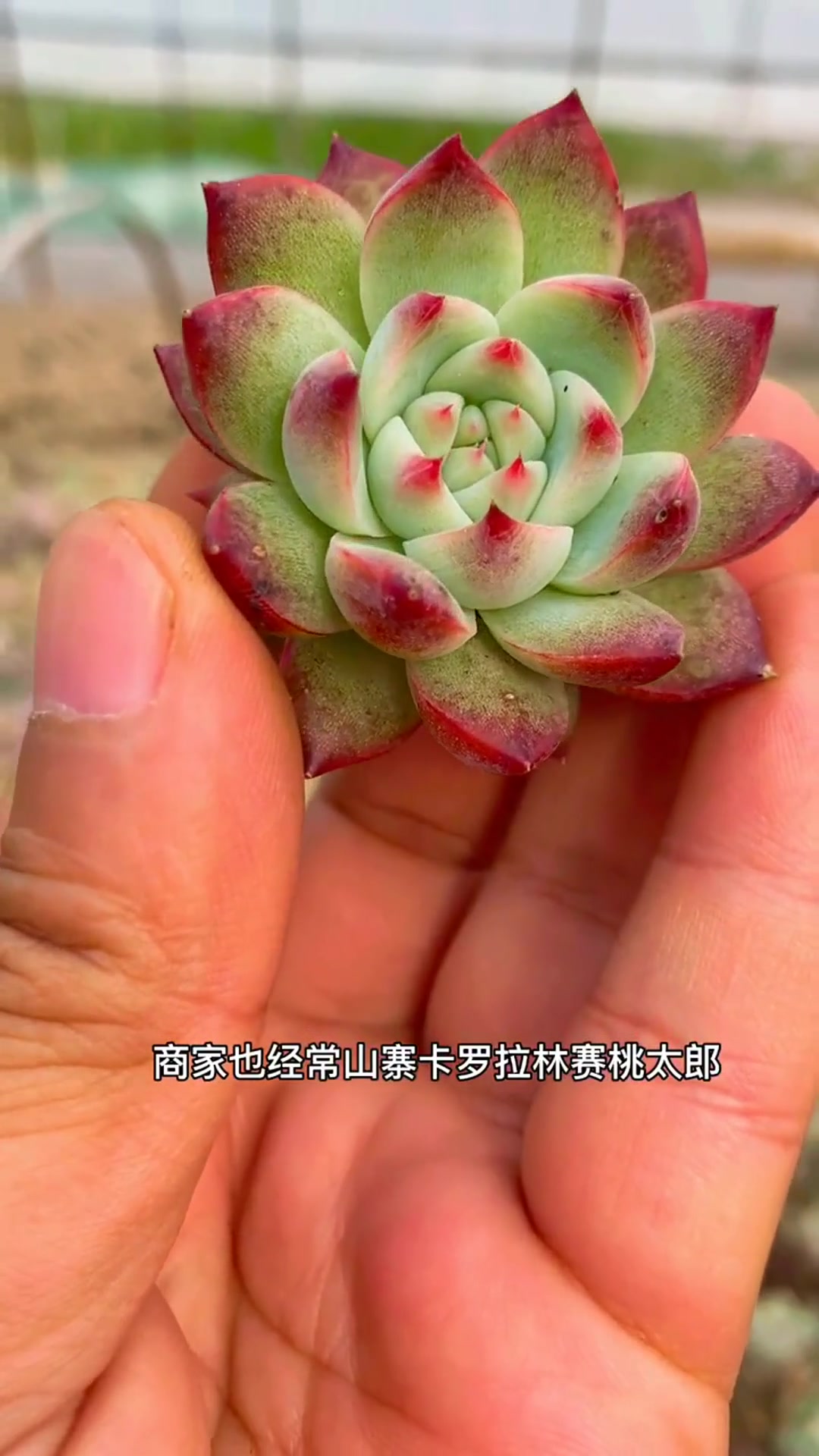 水蜜桃 景天科拟石莲属多肉植物