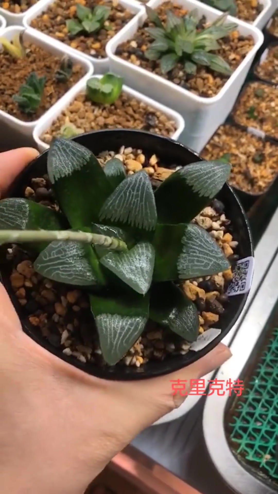 克里克特寿多肉植物