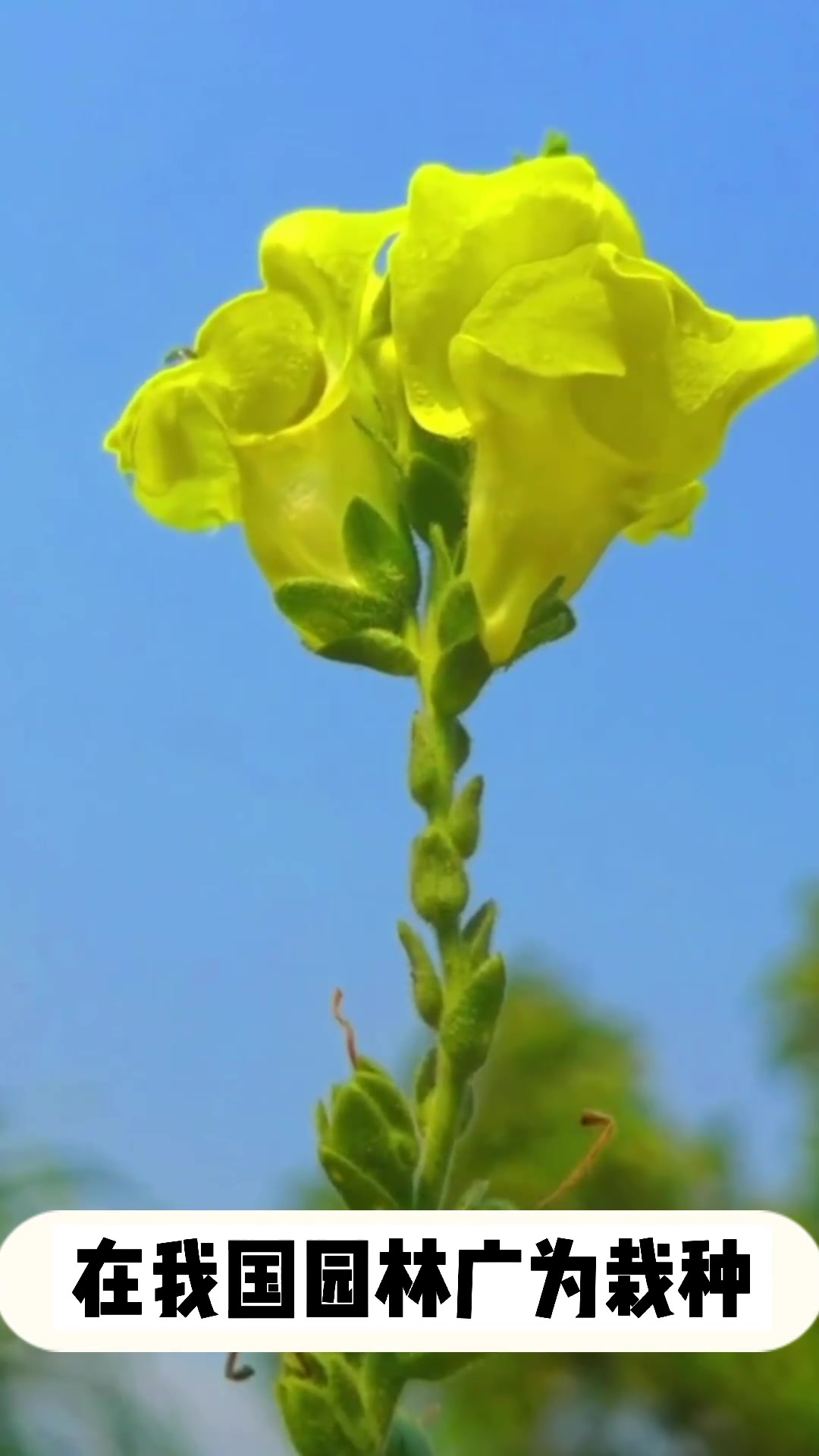 金鱼草的资料介绍
