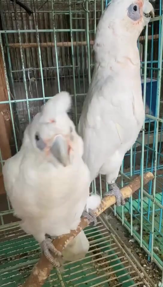 葵花鹦鹉裸眼巴丹