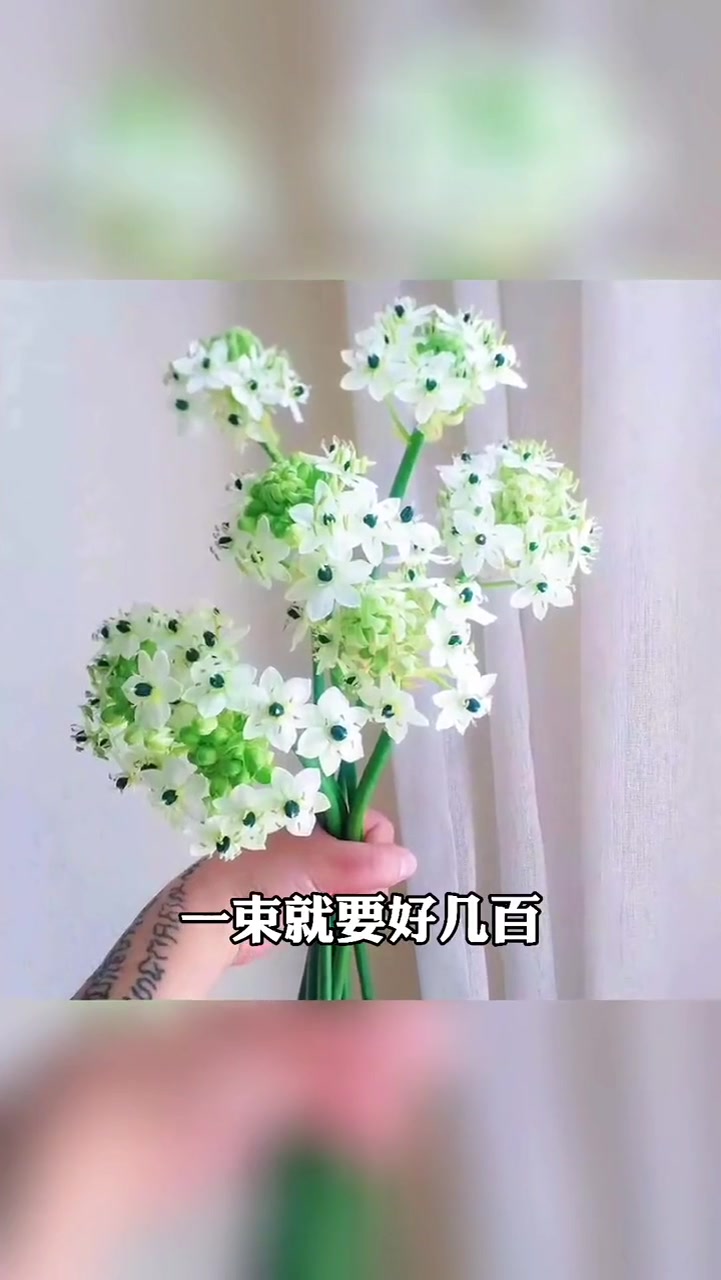 比绿萝还好养的绿色大洋葱?伯利恒之星来啦
