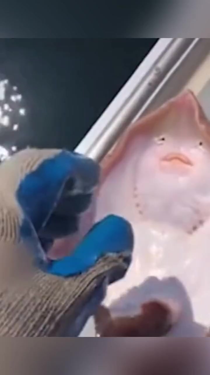 鳐鱼被渔夫挠痒痒,忍不住“张嘴大笑” 表情酷似人类,动物保护人士却怒了……