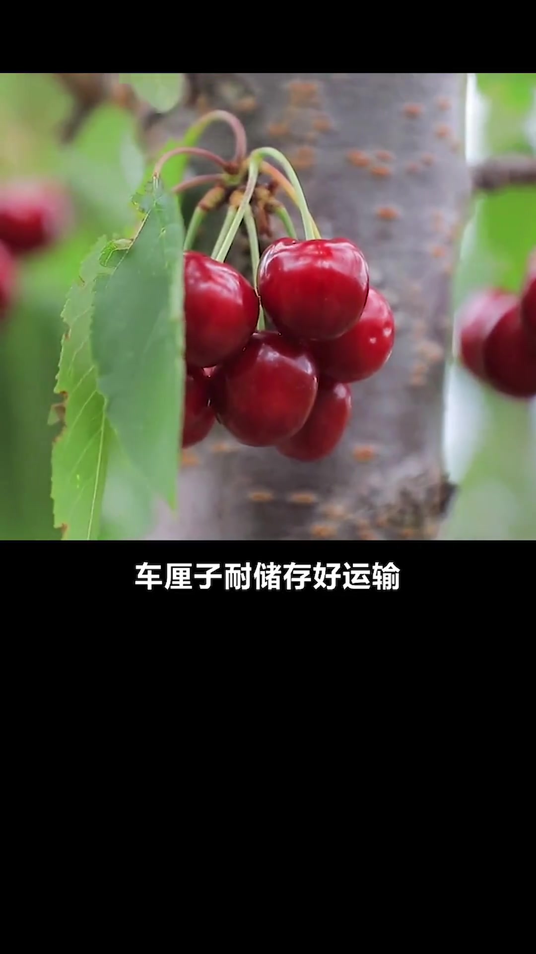 车厘子自由。。。
