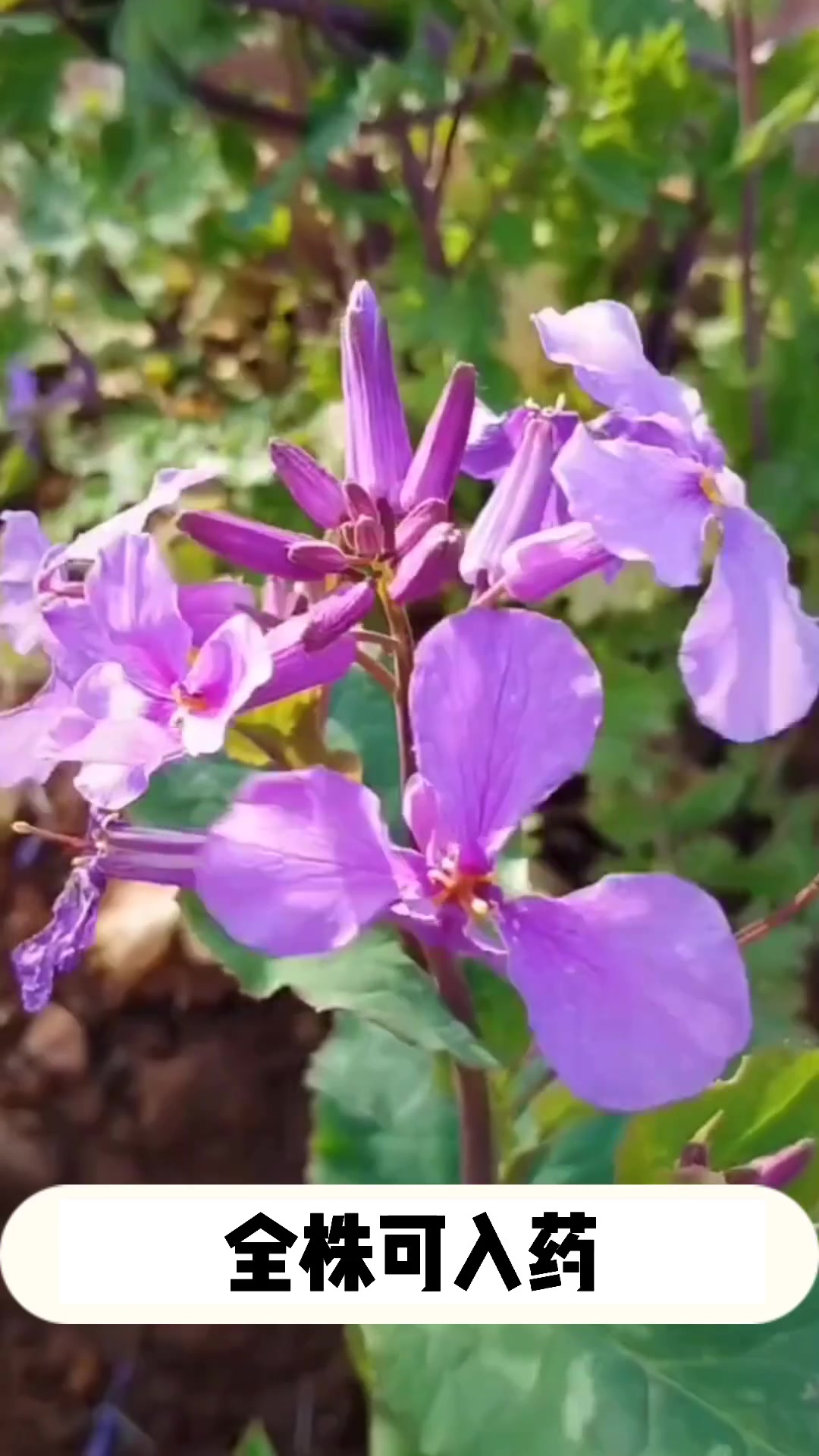 诸葛菜的资料介绍