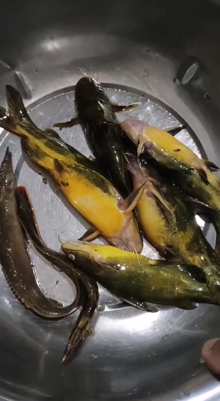 没有污染的野生河鱼