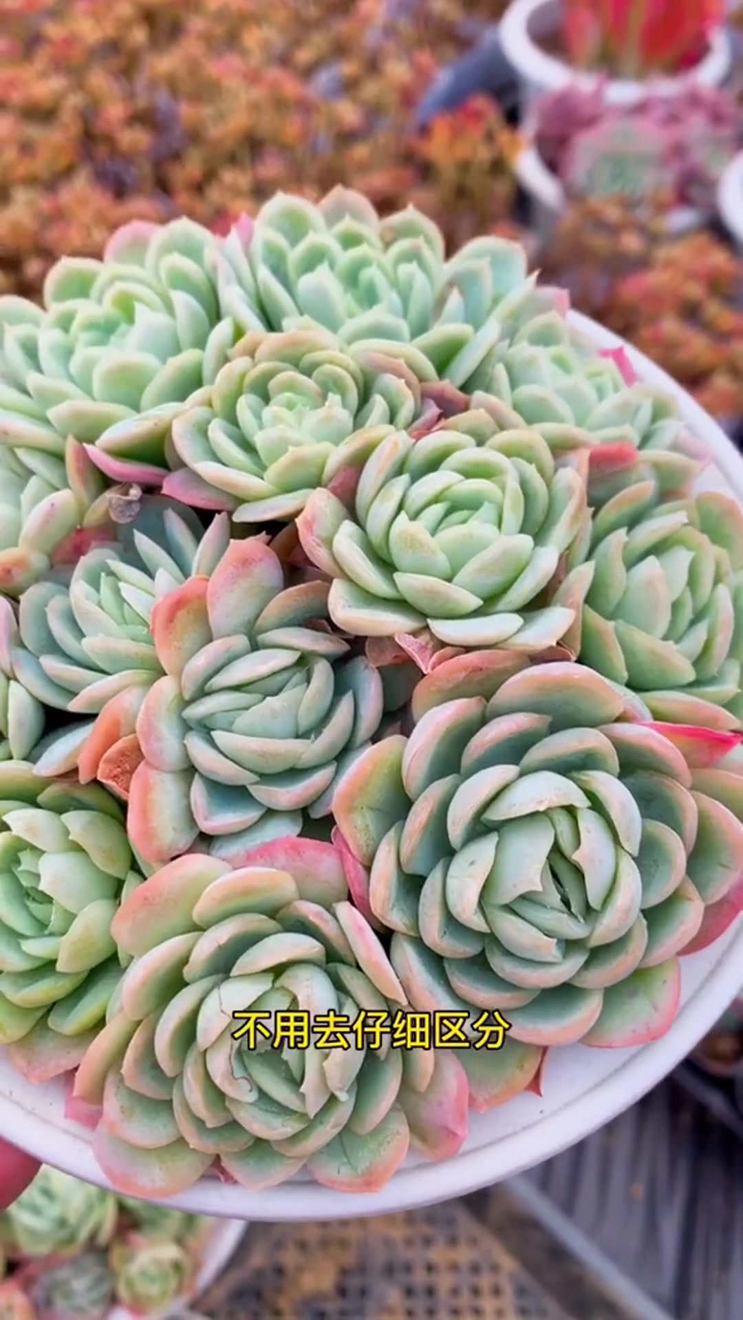 景天科拟石莲属多肉植物
