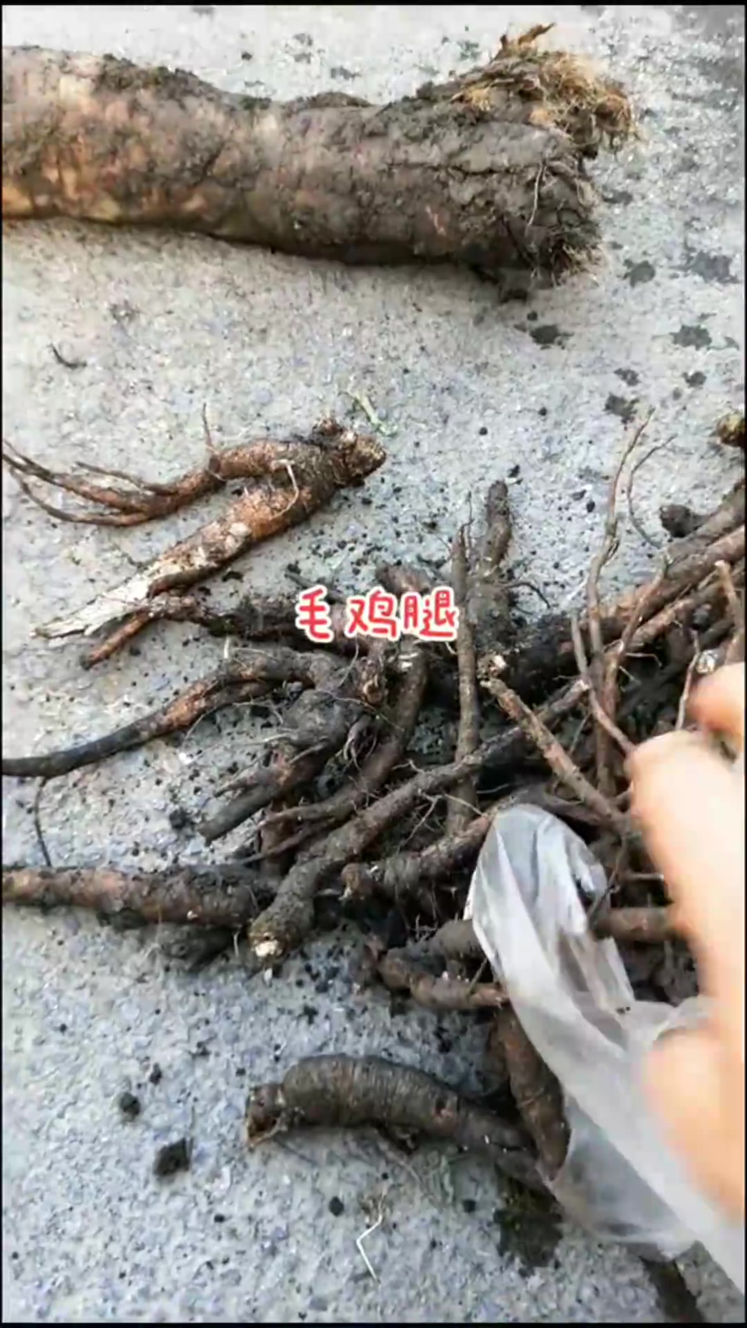 植物毛鸡腿