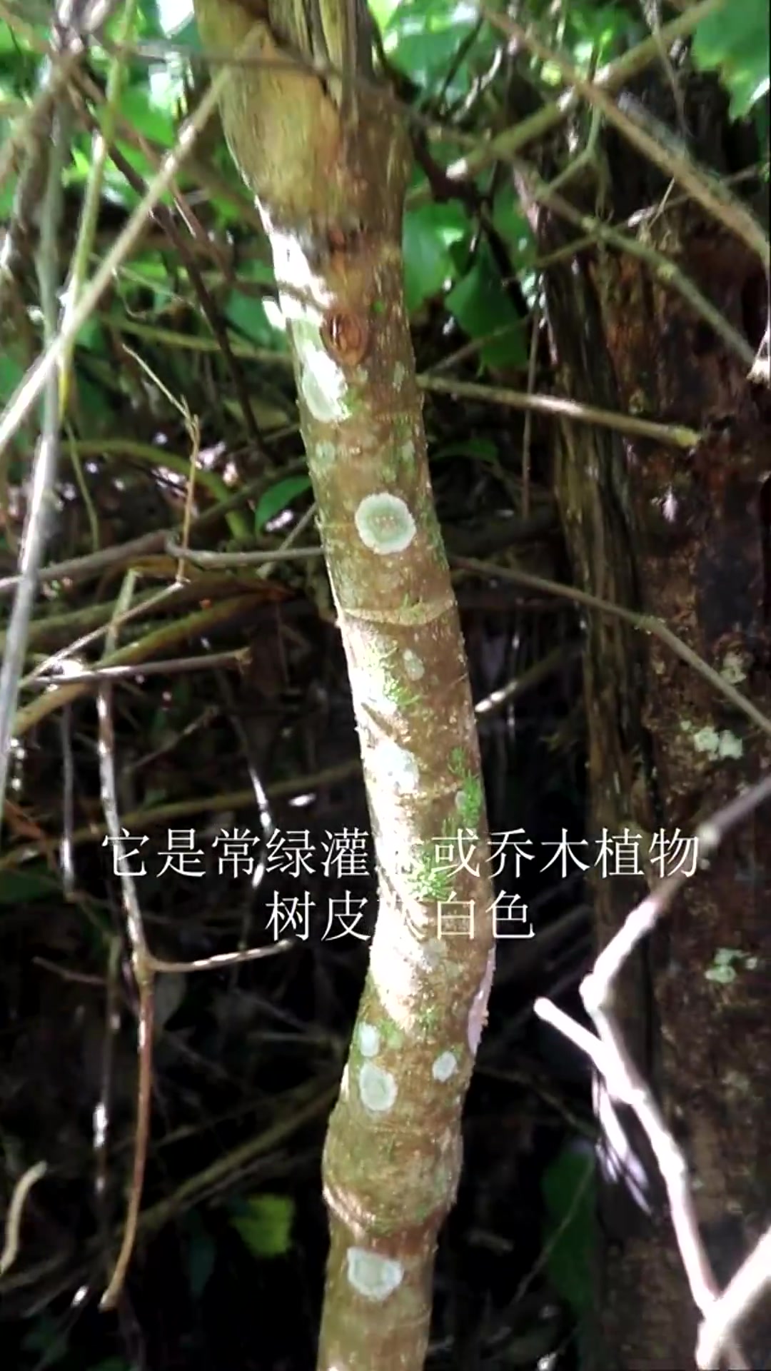 五加科鹅掌柴属植物