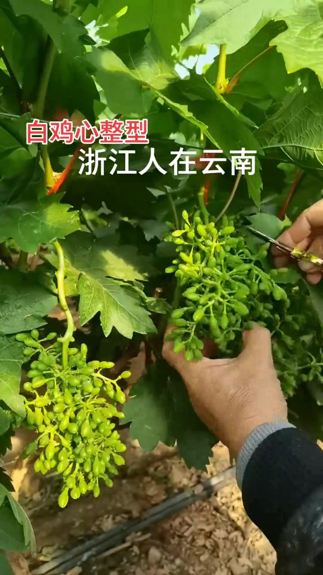 葡萄科白粉藤属藤本植物