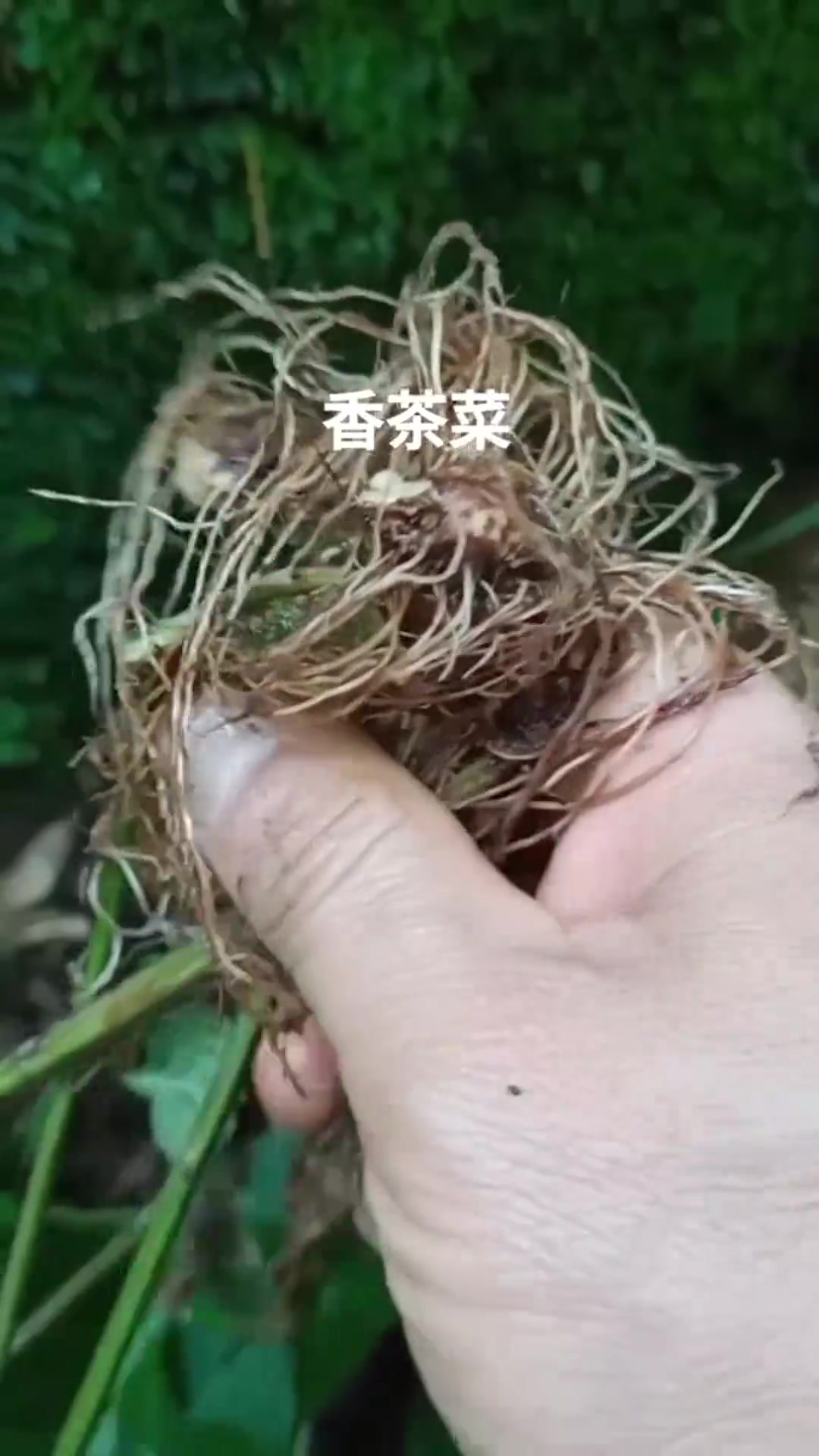 唇形目香茶菜属植物