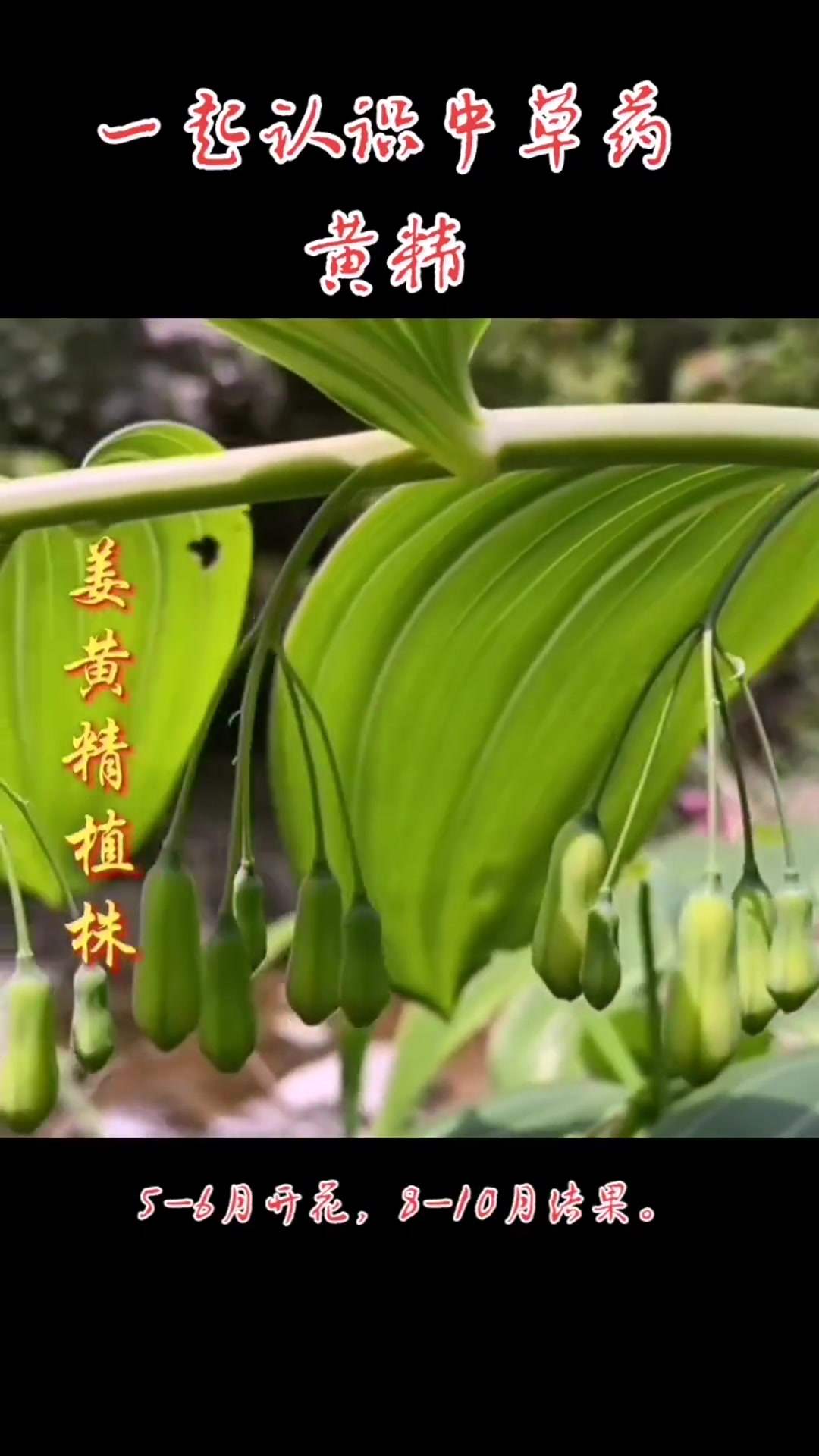 植物:鸡头黄精