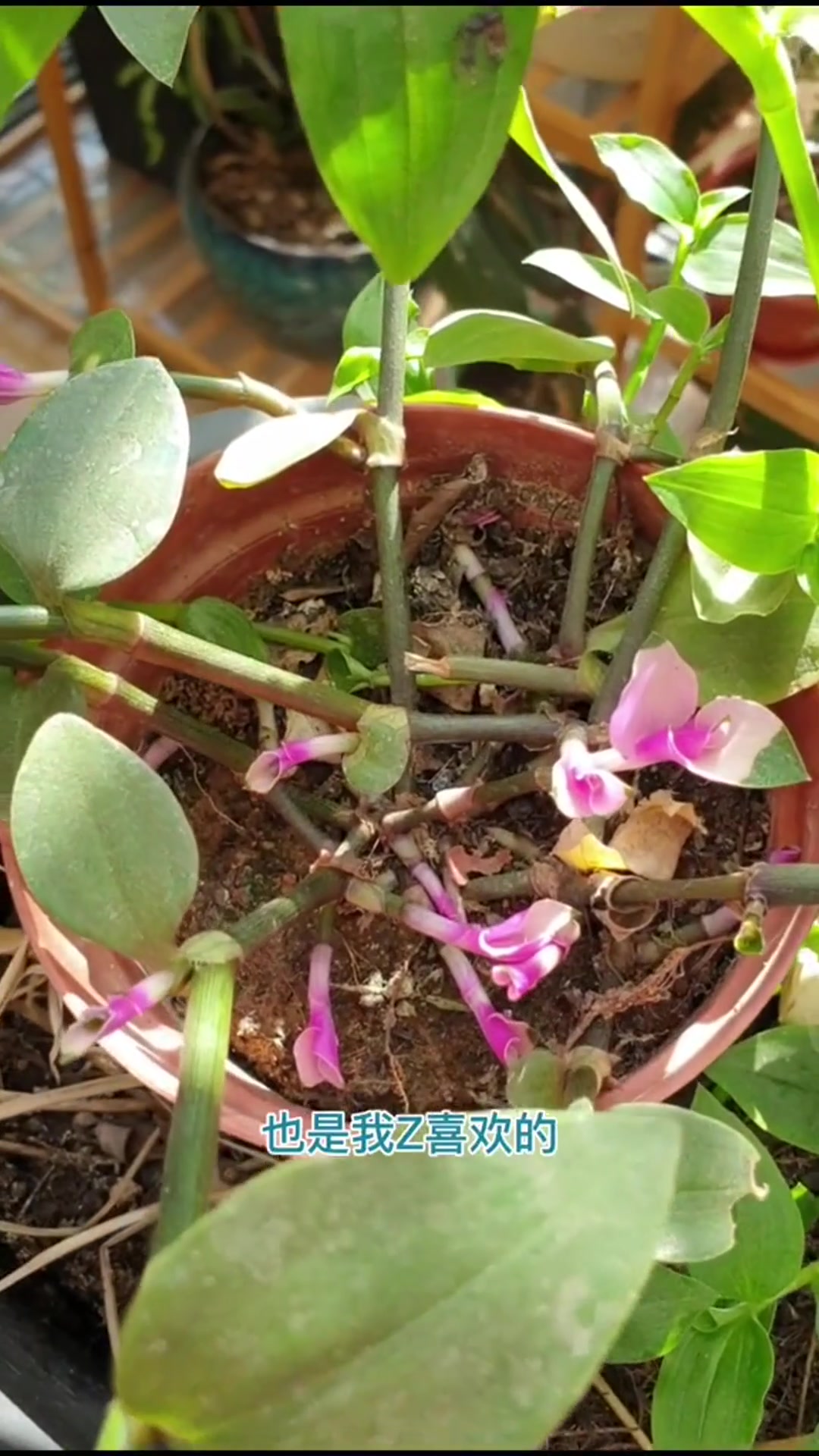 鸭跖草目的一科