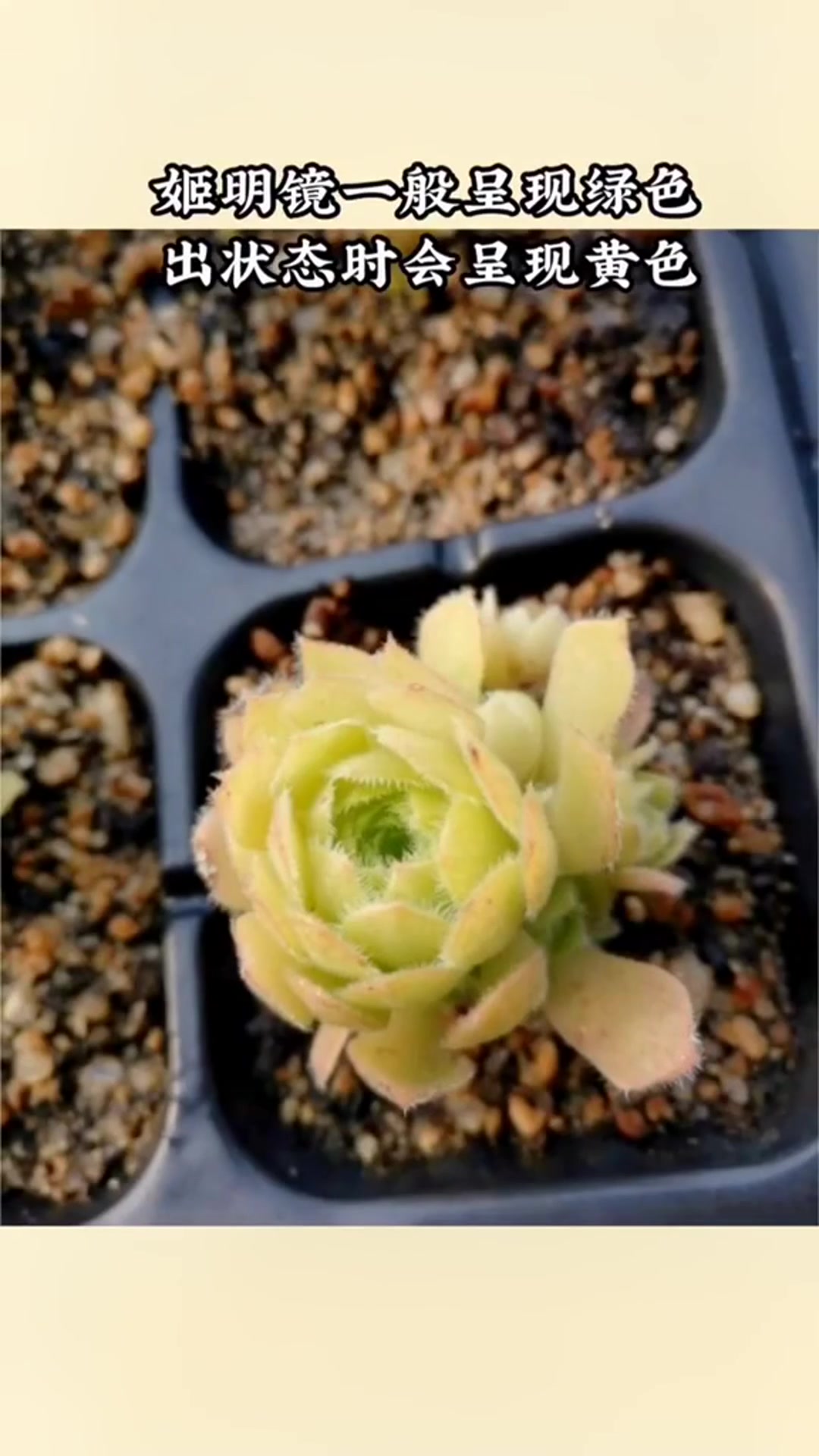 景天科莲花掌属多肉植物