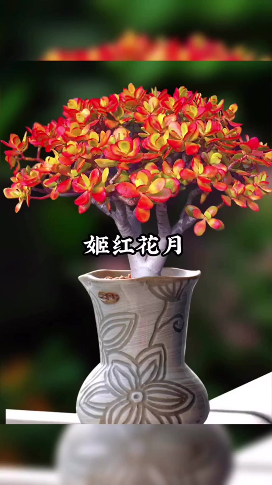 景天科青锁龙属植物
