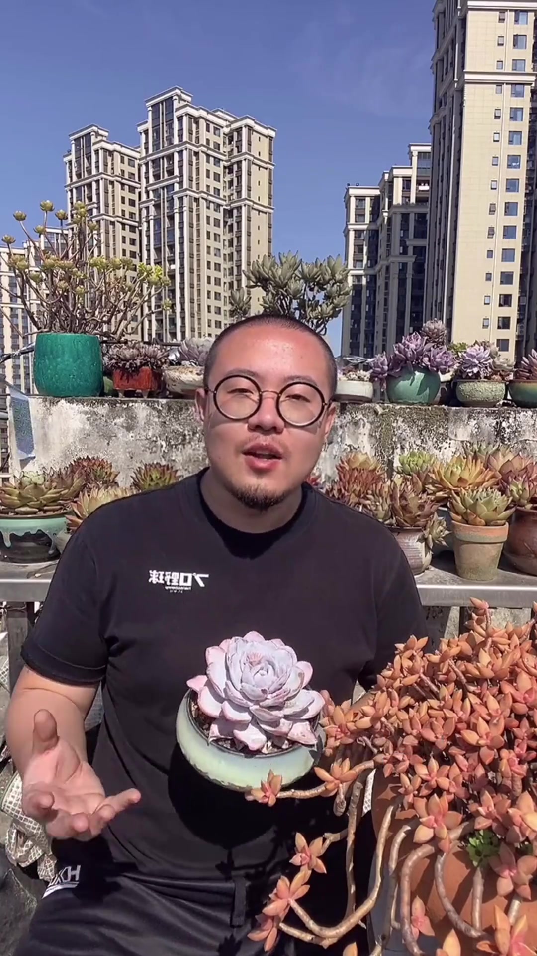 景天科拟石莲属多肉植物