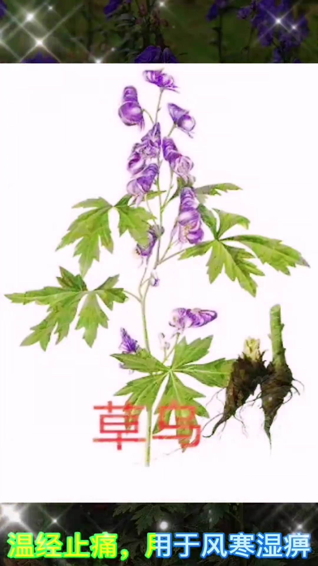 植物:鸡头草