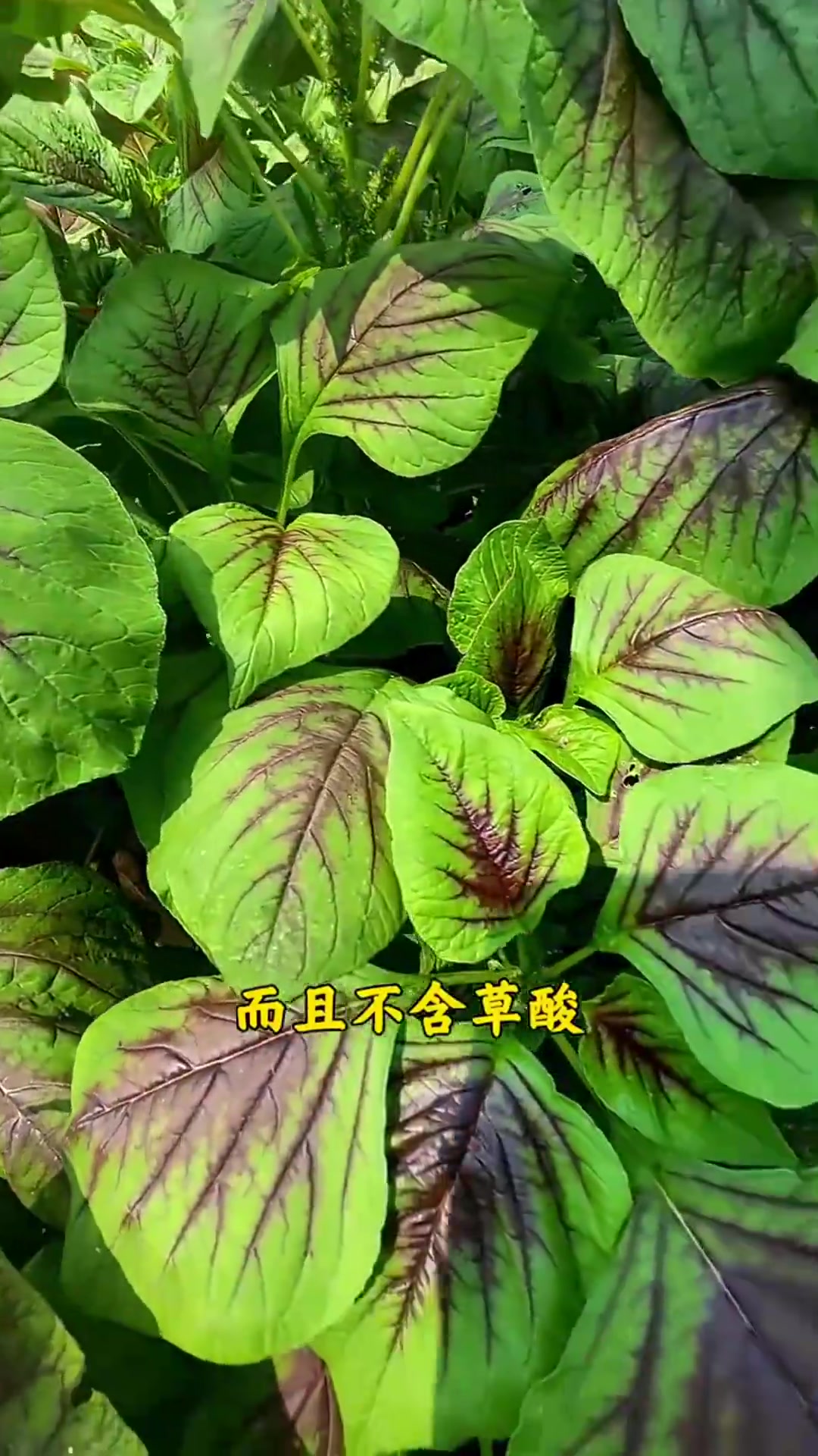 大圆叶红苋菜