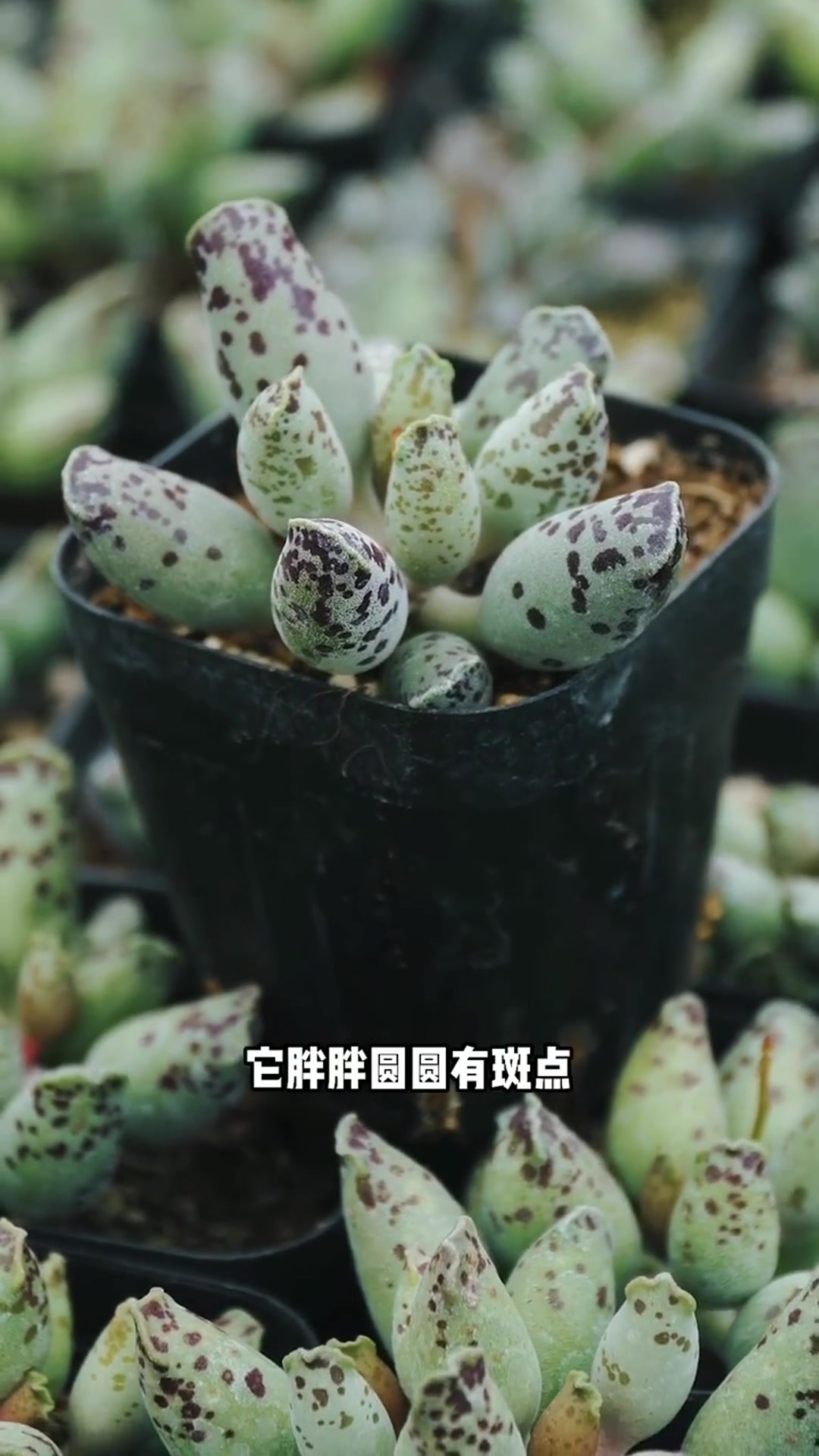 景天科天锦章属多肉植物