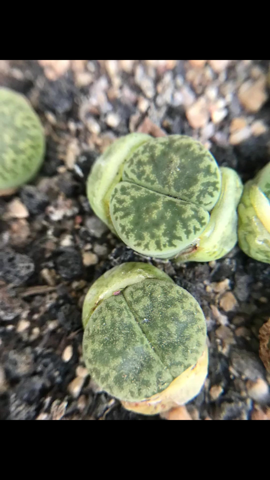 番杏科生石花属多肉植物