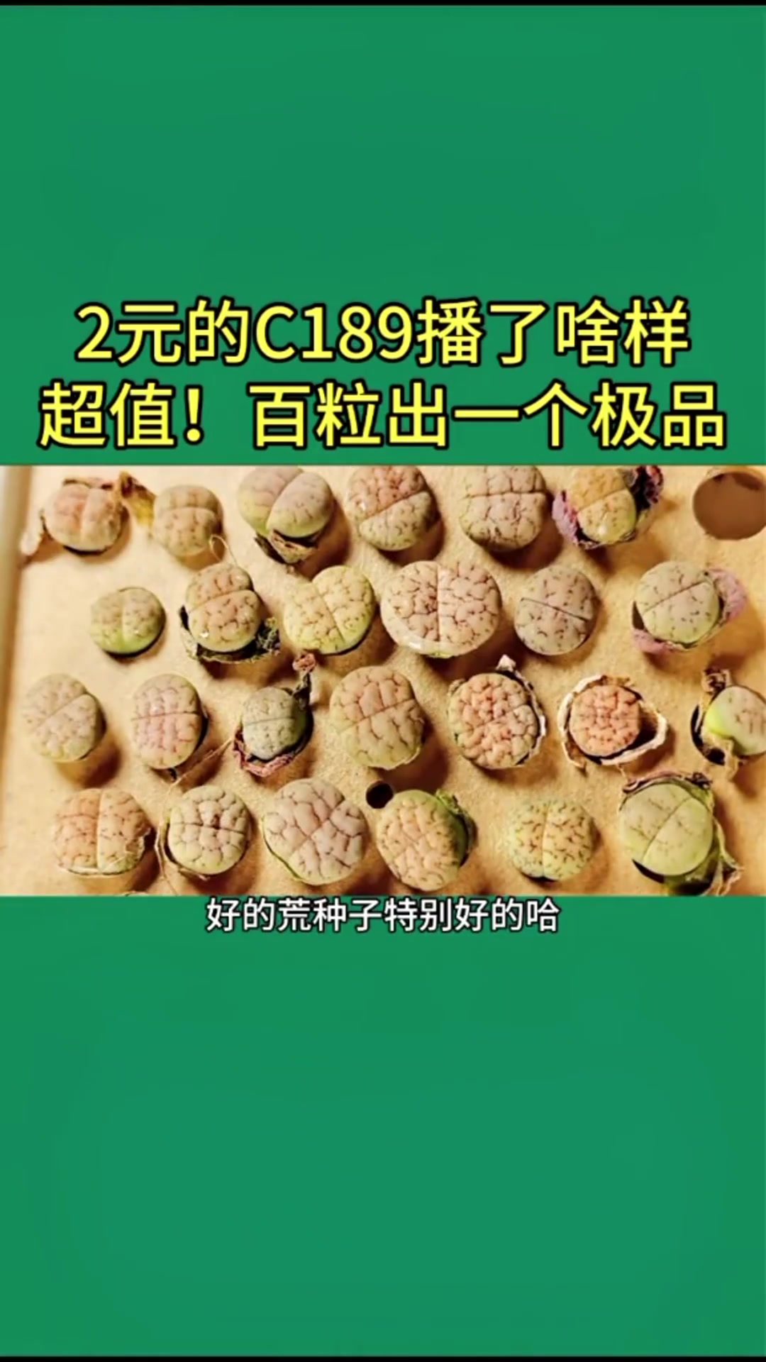 番杏科生石花属多肉植物