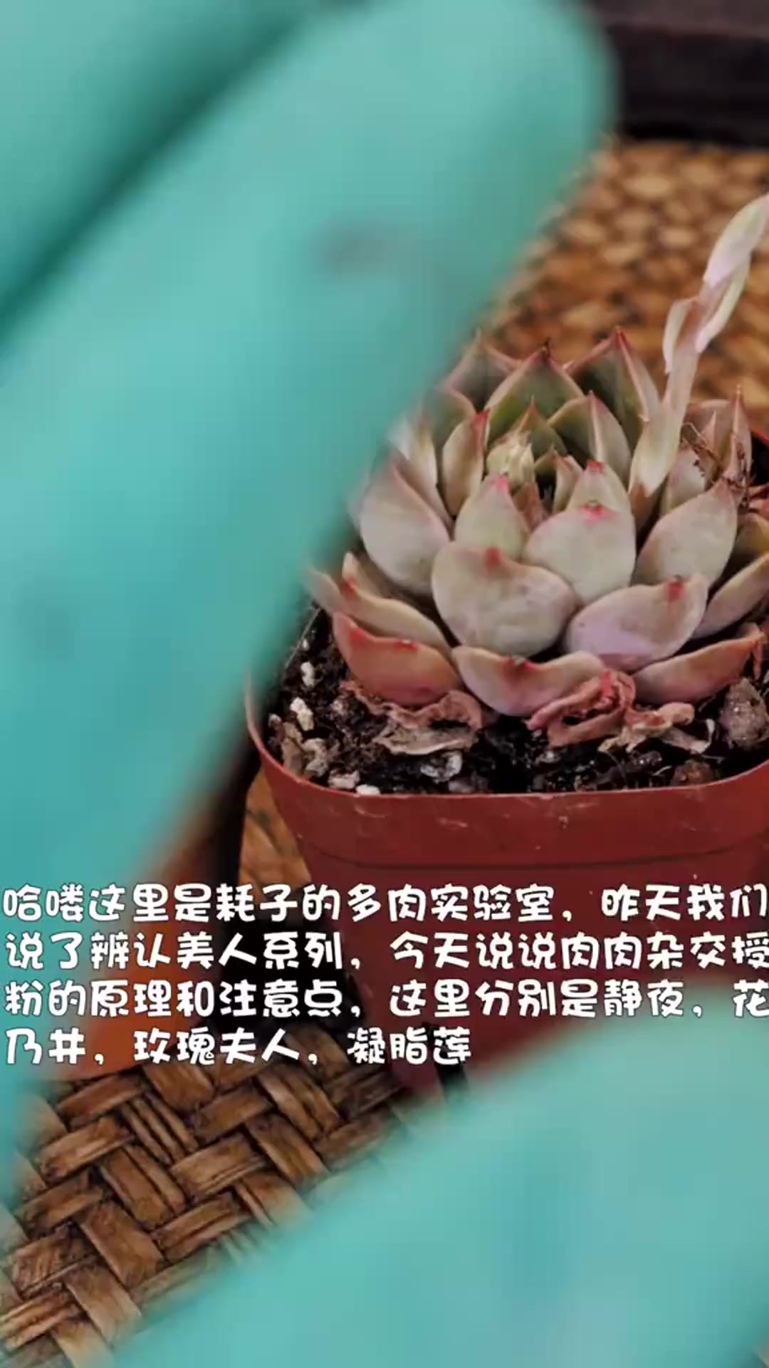 百合科十二卷属多肉植物