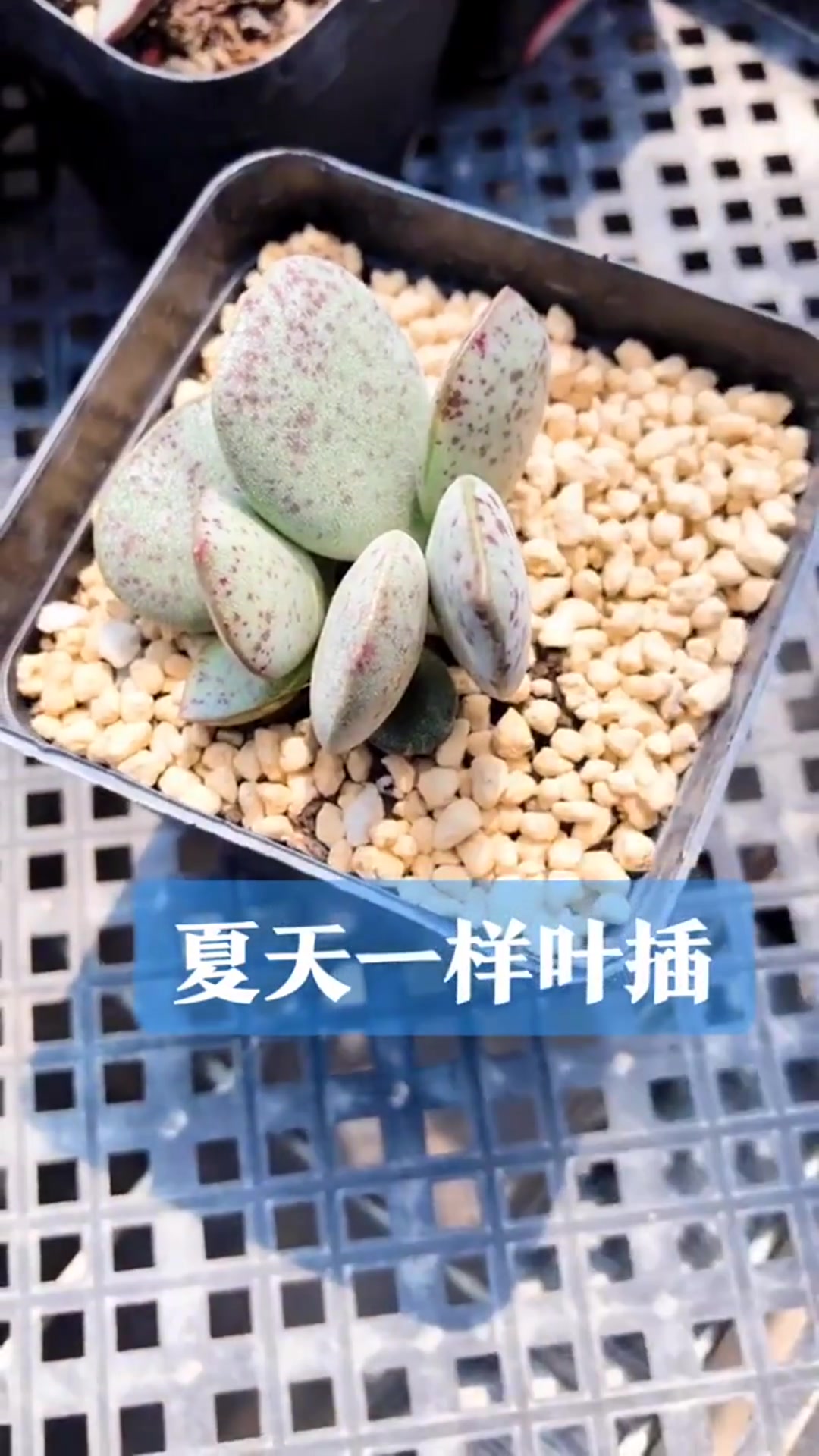 景天科天锦章属多肉植物