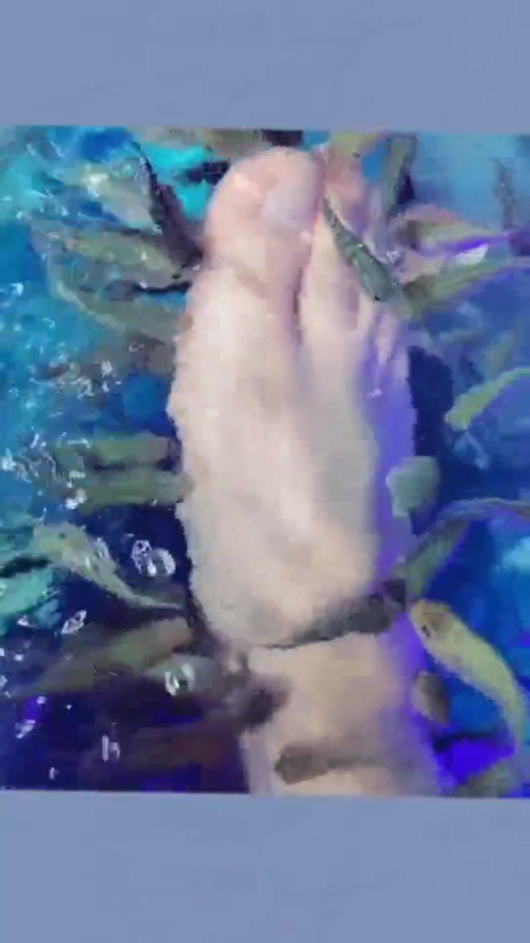 星子鱼,是人工繁殖出来的新品种鱼。