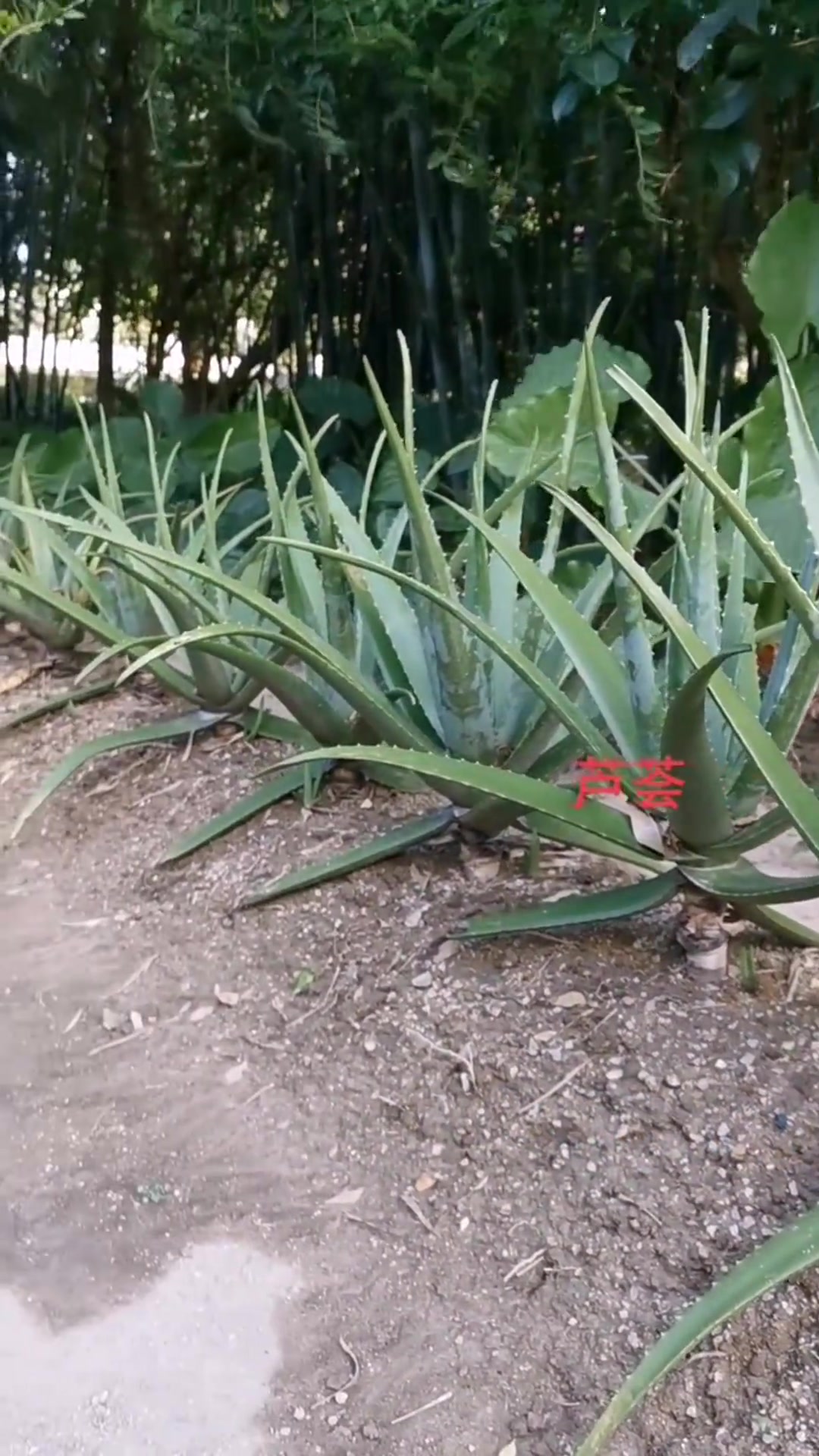 百合科芦荟属多肉植物