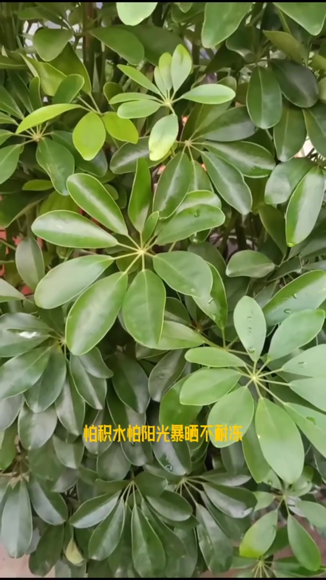 五加科鹅掌柴属植物
