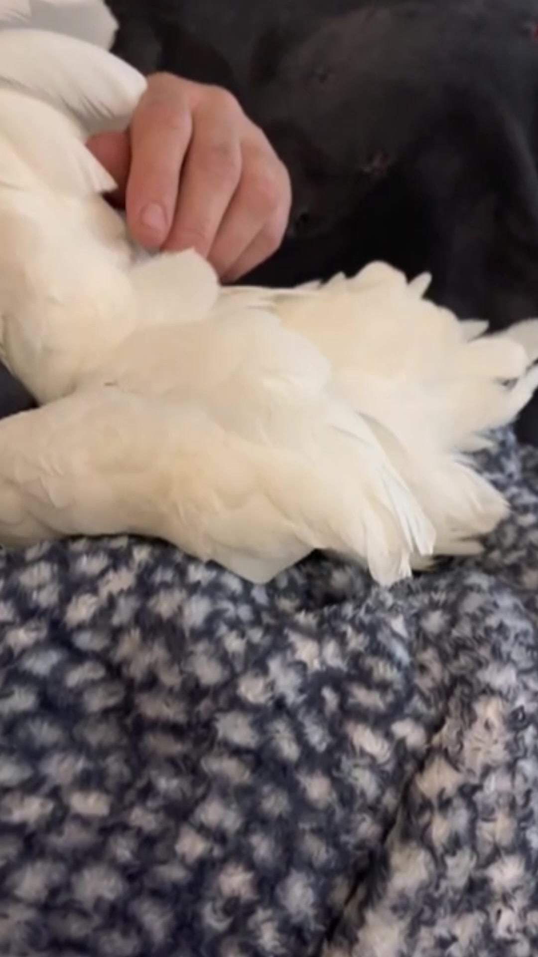 凤头鹦鹉一阵呻吟 瞬间在女主人腿上生下一个蛋,女主人笑出鹅叫