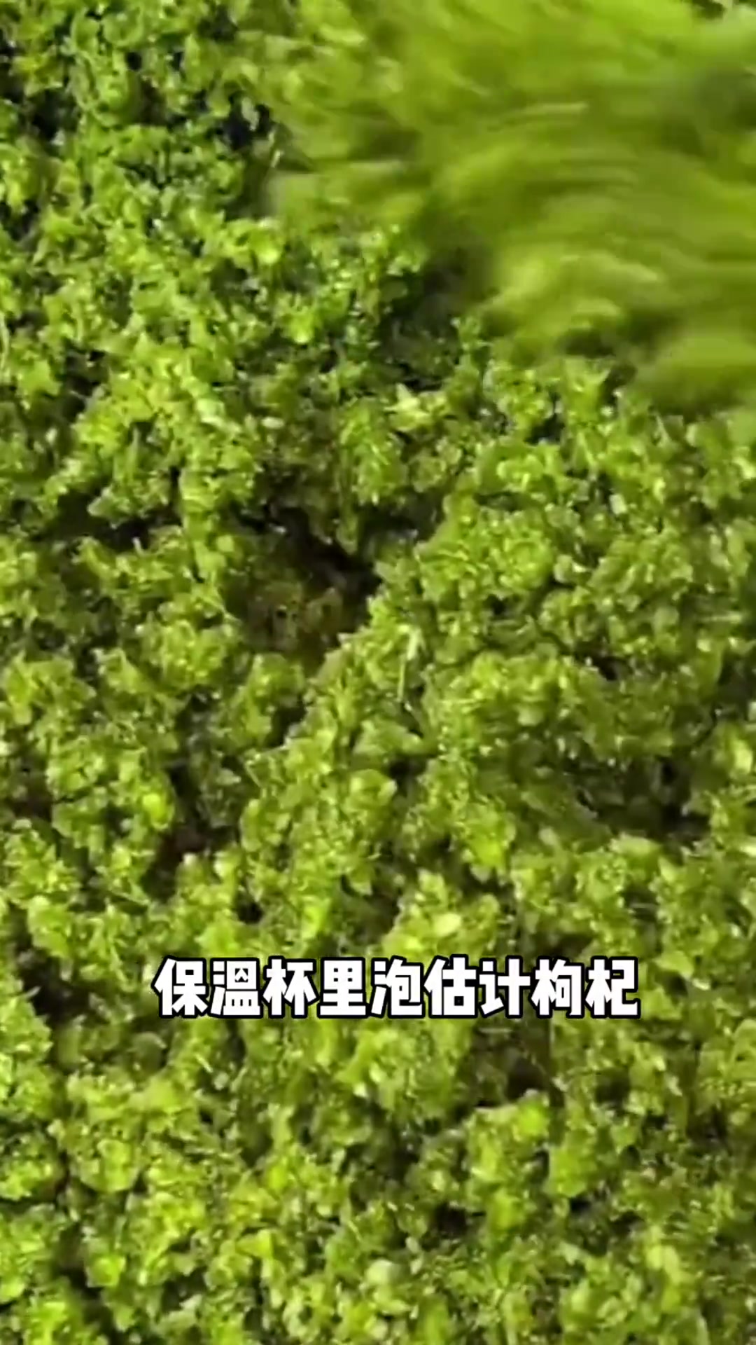 为什么草原人民身体强壮,韭菜花酱的作用,懂的都懂!