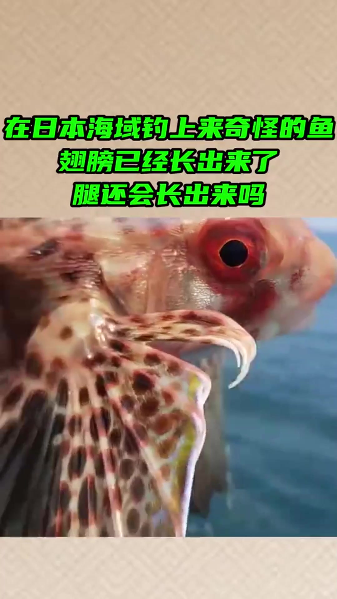 在日本海域钓上来奇怪的鱼,翅膀已经长出来了,腿还会长出来吗?