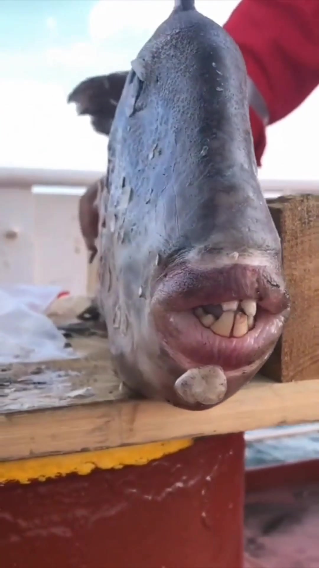 非洲马面鱼,这大嘴唇子被谁给亲肿了,好性感!