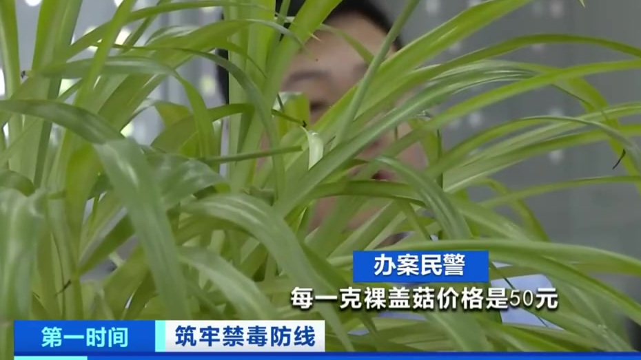 【央视曝致幻毒品蘑菇伪装成巧克力免费“试吃”大批年轻人被骗…】米某交代,他是在广州打工时接