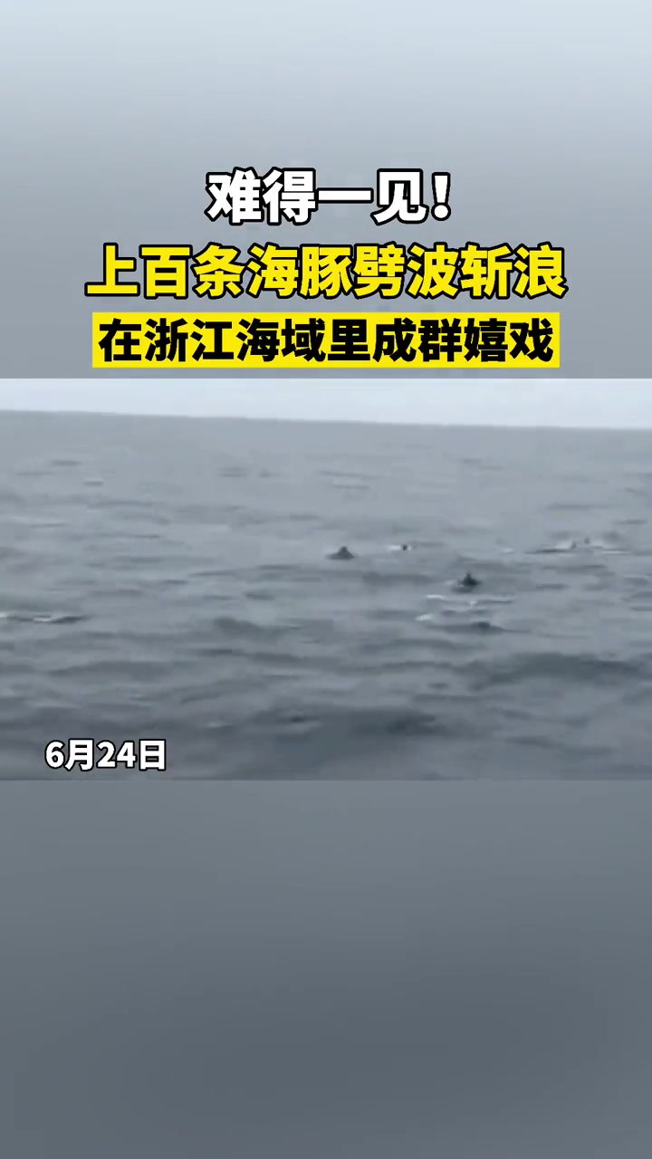 海阔凭鱼跃!上百条 海豚 在 浙江 温岭 海域成群嬉戏,这种规模近年少见!大自然 大海
